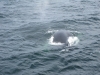 Buckelwale in freier Wildbahn