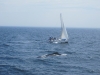 Wale und Segelschiff