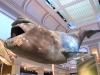 Smithsonian Institution: National Museum of Natural History 