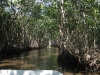 tief in den Everglades