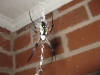 Ms. Spider von Nebenan