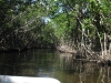ab in die Everglades